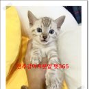펫365 강아지분양 고양이분양 전주본점 | 전주 강아지 분양, 설렘 가득한 반려동물과의 첫 만남