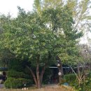 오리불고기와 메기탕 이미지