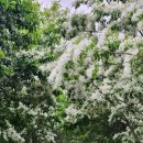 이팝나무길 이미지