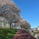 세븐일레븐 남원동충센터점 | 전북 남원 | 벚꽃 맛집 🌸