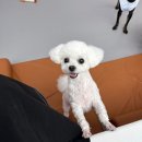 댕댕존 이미지