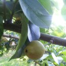 용만농장 이미지