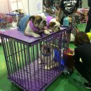 그루밍펫 이미지