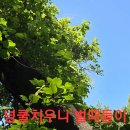 천마약초