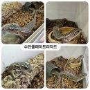 와우펫 이미지