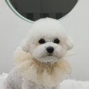 섬댕 강아지 미용실 이미지