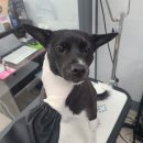 러블리 멍멍이 이미지