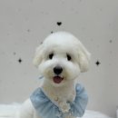 애견미용실 | [안산애견미용실 후기] 푸뜨리 두 번째 방문, 소금·감자 미용 데이