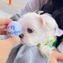 원온탑 이미지