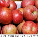 과일바빠 이미지