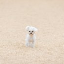 해리애견 이미지