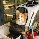 곰스테이리조트 이미지