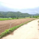 치성농장 Daum카페