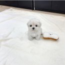 퍼피플라워 이미지