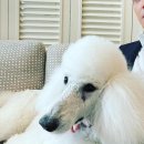 강아지사랑 이미지