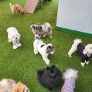 486독캠프 이미지