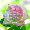 신세대다육