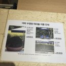 켄싱턴 제주호텔 | 제주 켄싱턴호텔 서귀포점 수영장 후기