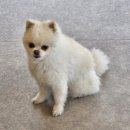 도그민 | 귀여운 가나디들이 반겨주는 오션뷰 강아지카페, 광안리 도그민 내돈내산 솔직 후기