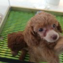 스토리펫(Story pet) 이미지