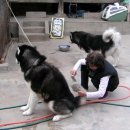 행운켄넬 이미지