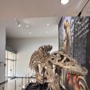 타르보사우루스-1 | 티라노사우루스 특별전 - 대전 지질박물관(대전 전시)