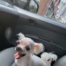 나리펫살롱 | 나리펫살롱 반려동물 미용 서비스, 위치 정보, 이용 후기