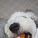 도요케이크 이미지