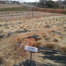 갈대정원 이미지