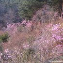 개나리민박 이미지