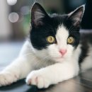 달달한 고양이 이미지
