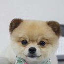 뽀도DOG 이미지