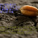 오늘의 묵상-한 알의 밀알(a kernel of wheat), 성경에 나타난 예수님의 이름과 묘사 이미지