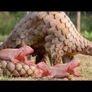 How Pangolin Gives Birth To Cute Baby ? 이미지