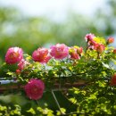 묵동-006 이미지