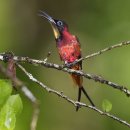 세상에서 가장 작은 새 (사진 및 동영상) 이미지