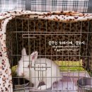 바리깡스타 이미지