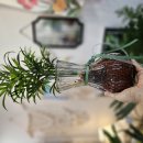 식물입고(범부채,로즈마리중대사이,등등) 이미지