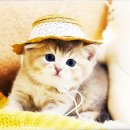 강남고양이분양 호야캣 이미지