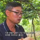 평창진이네오미자농장