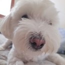 (주)한국반려동물아카데미 이미지