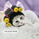 루루캣 | 내 고양이의 첫미용 ~~ 두근두근 ~ 대전고양이미용실 페르시안캣