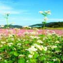 메밀꽃피면 이미지