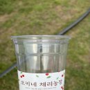 파주 체리따기 체험 추천, 오키네 체리농장에서 직접 따고 먹어본 후기