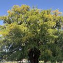 대공원 한우 | 인천대공원 맛집 우각골한우곰탕에서 소머리수육 먹은 후기