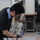 사람과 애견미용 이미지