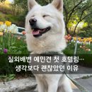 강아지의 하루 | 실외배변 예민견 덕선이 첫 강아지 호텔링 후기 | 오십케이 수원본점