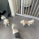 펫더헤븐 이미지