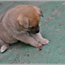 복실강아지 이미지