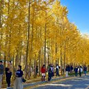 경주 도리마을 은행나무~ 이미지